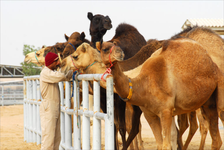 Dubai’s Camelicious sees potential European, US market for camel milk