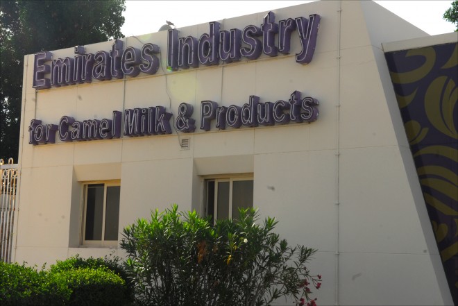 camelicious-camel-milk-dubai-9