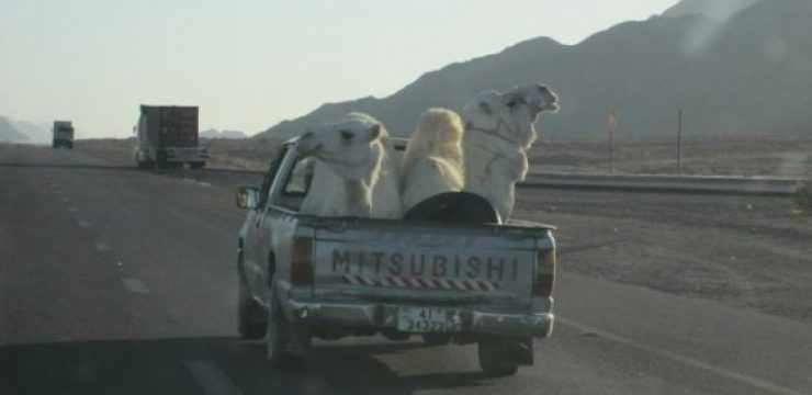 camels-in-car-saudi-arabia.jpg