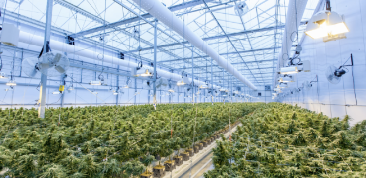 cannabis-greenhouse.png