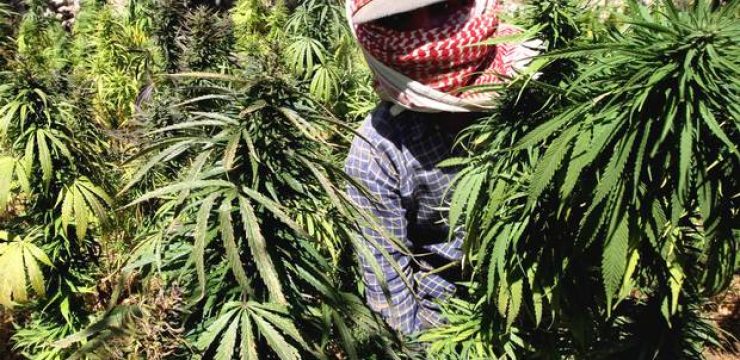 cannabis-syria.jpg