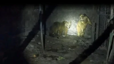 Armenia’s captive brown bears and how we can stop the illegal practice