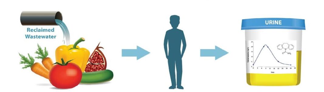 Landmark study: other people’s drugs enter our bodies through veggies and fruits