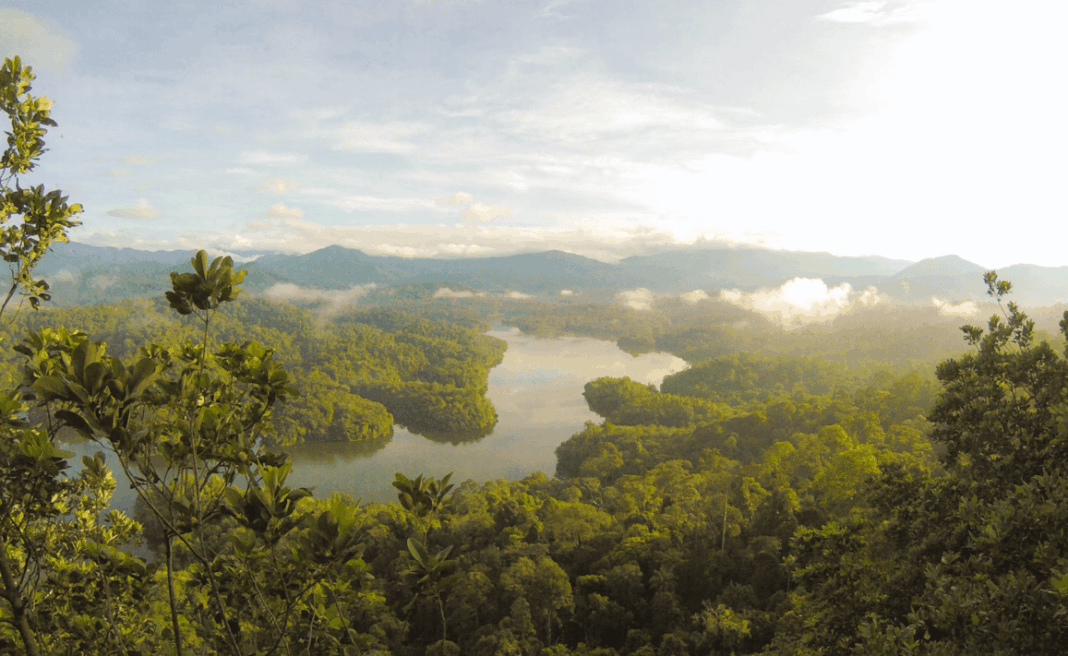 tropical rainforests trap carbon