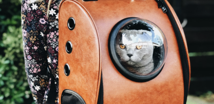 cat-astronaut-window.png