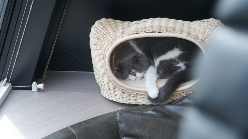 Cat stressed? This Japanese app uses AI to speak to your furry friend