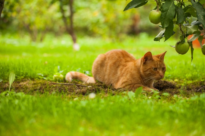 cat-in-garden