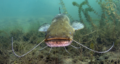 Catfish slime the next antibiotic?