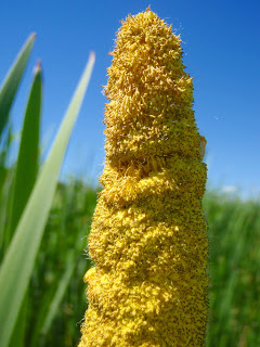 pollen-male-cattail reed