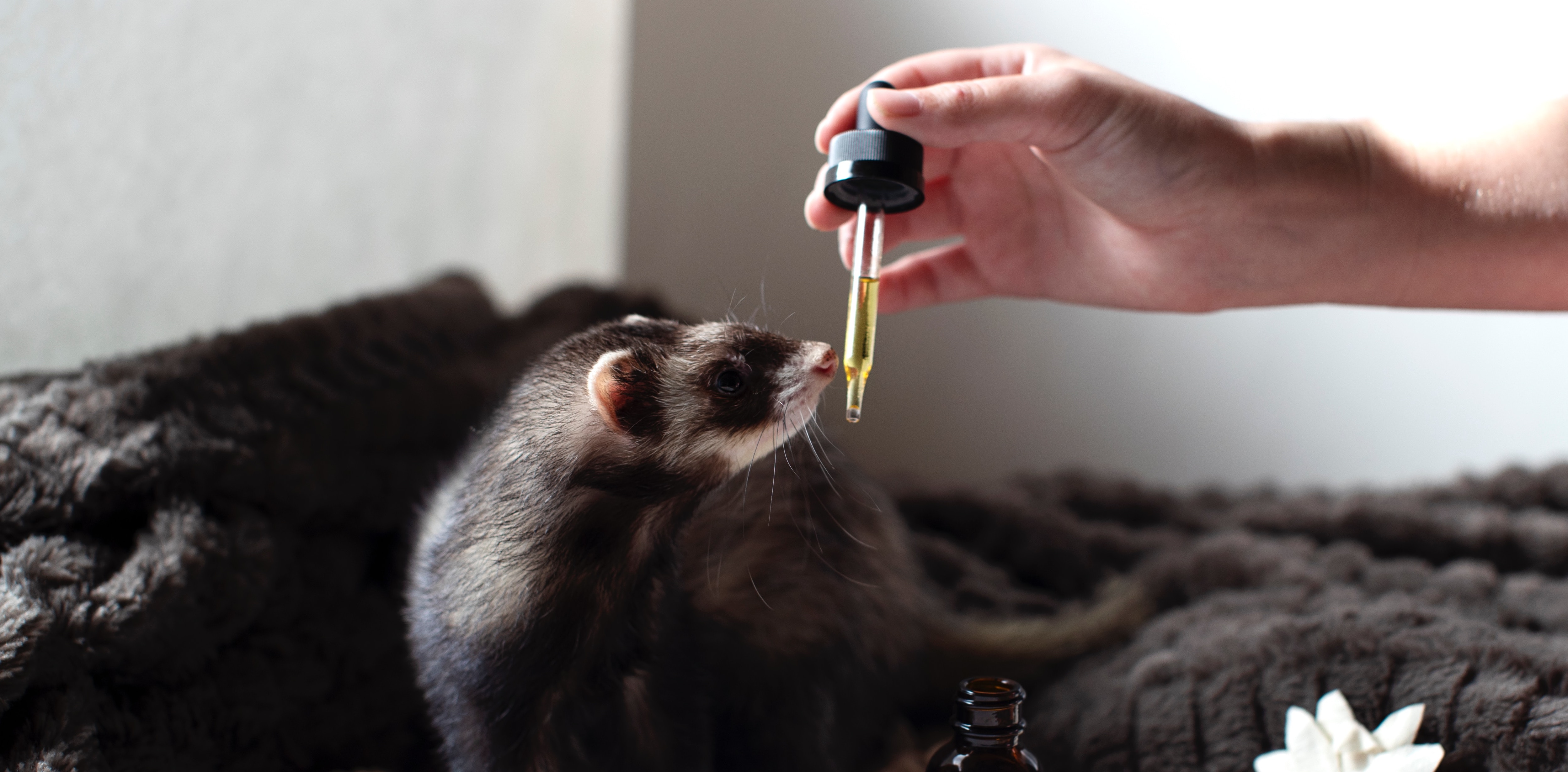 cbd oil drops for your possom