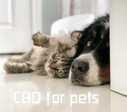 Can CBD oil help your pets?