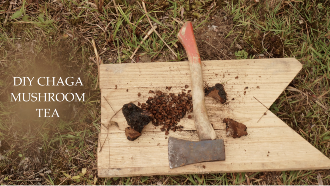 chaga mushroom tea guide