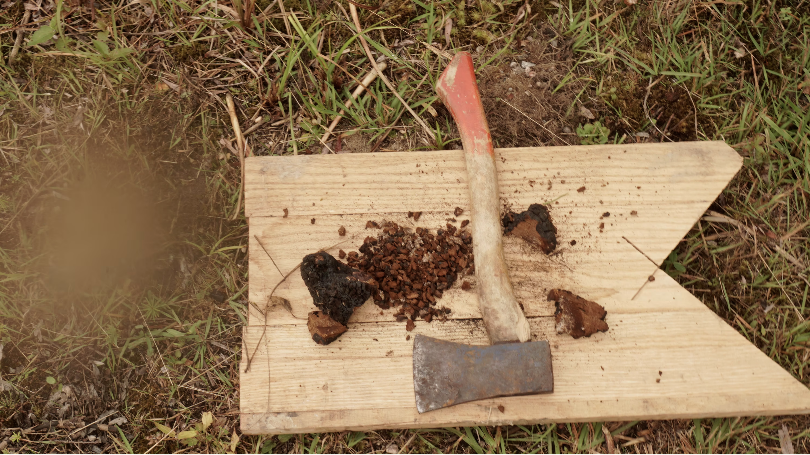 chopping chaga mushroom for tea