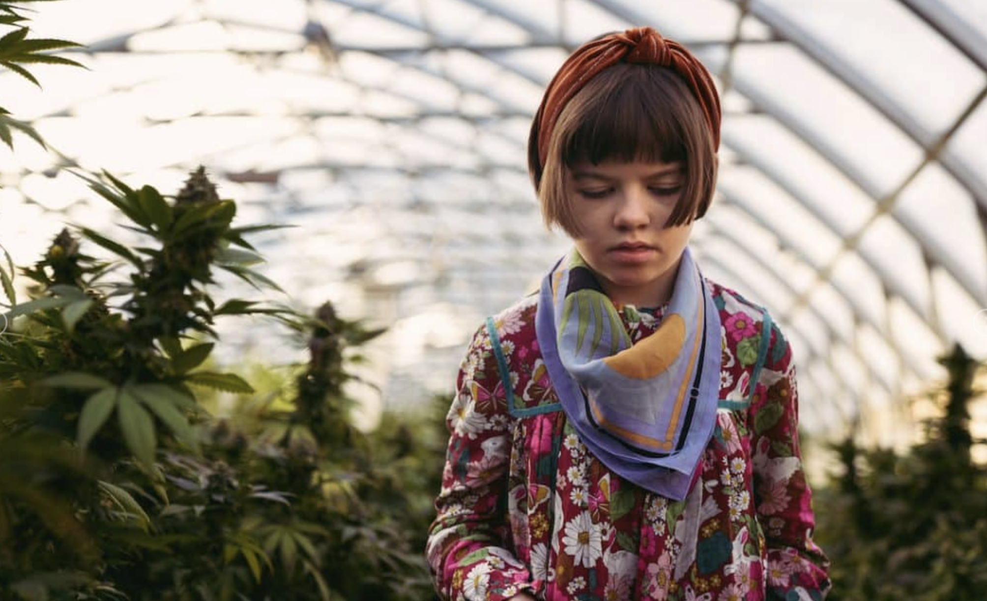 Charlotte Figi, charlotte's web, in a cannabis grow op