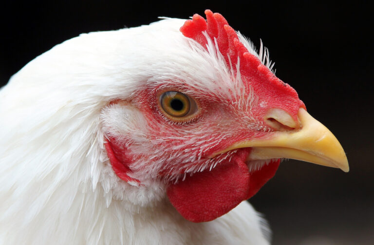 Israeli lab aims to hatch chicken from stem cells!