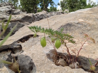A natural and wild chickpea growing out of a rock