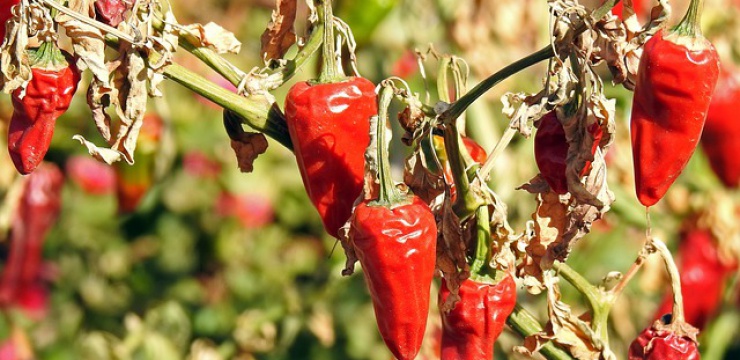 chilli-2185651_640.jpg