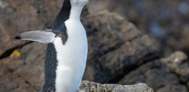 chinstrap-penguins.jpg