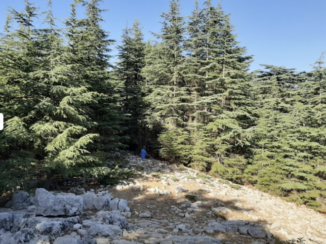 Chouf forest, cedars of lebanon