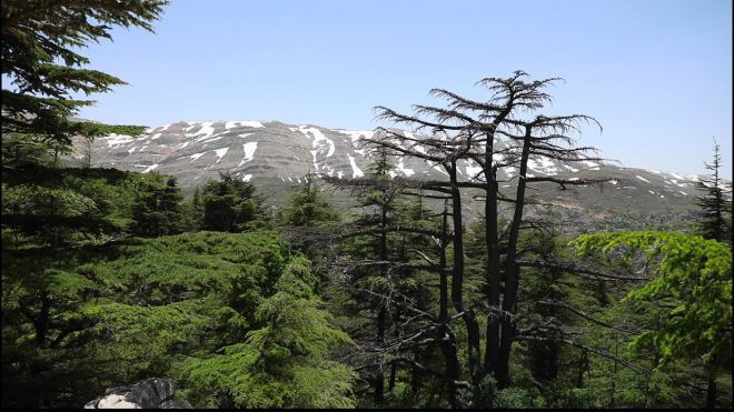 Cedars of Lebanon