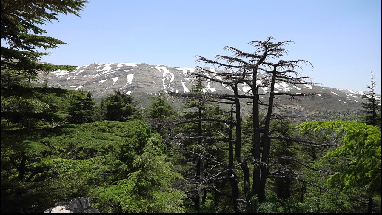 Cedars of Lebanon