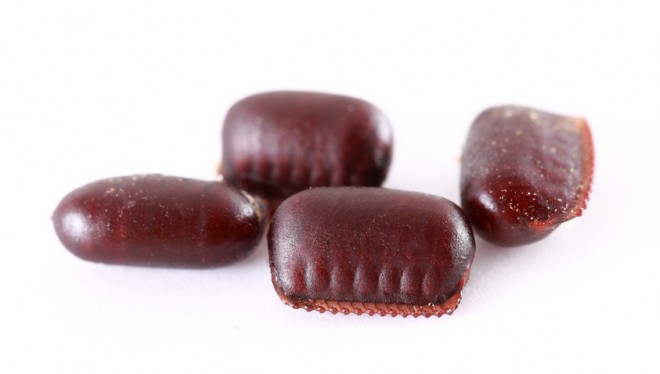 cockroach egg 