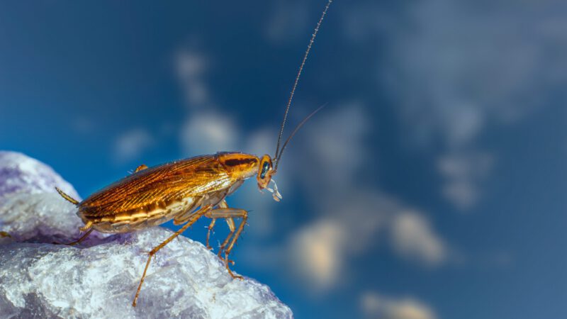 Eco solutions against cockroaches