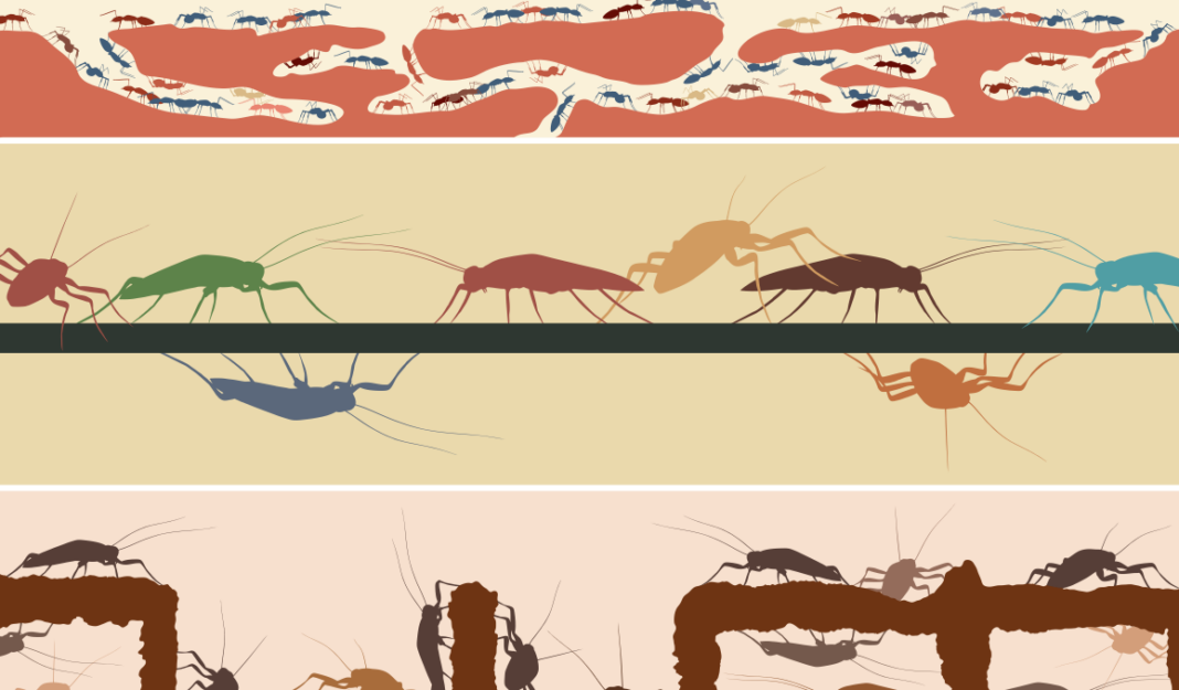 cockroaches and ants