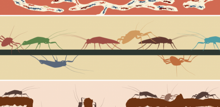 cockroaches-ants.png