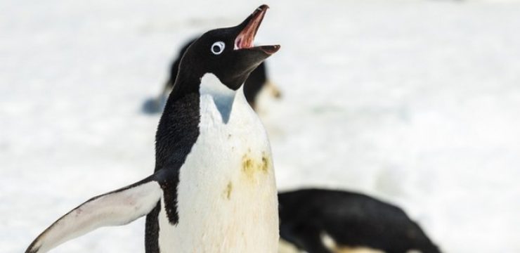 cold-penguin-antarctica.jpg
