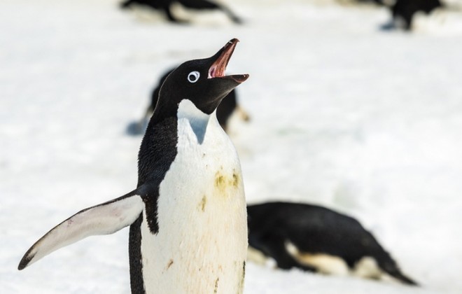 cold-penguin-antarctica
