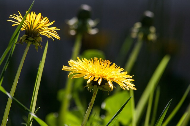 dandelion beer recipe
