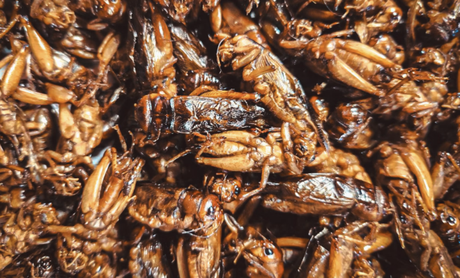 fried locusts recipe, edible locusts, sustainable insect protein, insect-based food, climate-friendly protein, traditional locust dishes, entomophagy benefits, edible insects Middle East, future of food, sustainable nutrition.