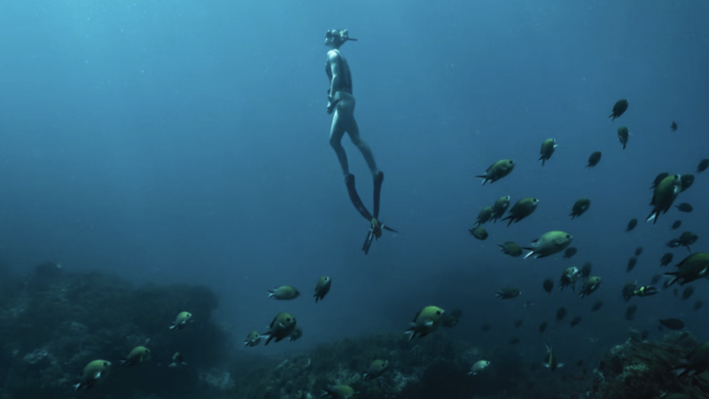 New High Seas treaty set by the UN to protect marine life