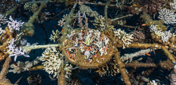 coral-reef-transplant-scaled.jpg