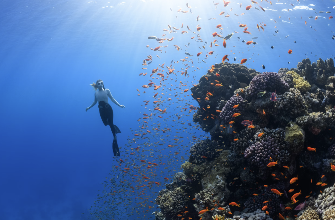 How do coral reefs deal with noise and light?