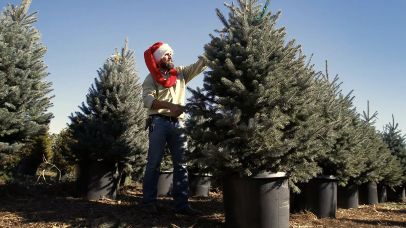 Christmas tree rentals are the greenest gift for Christmas