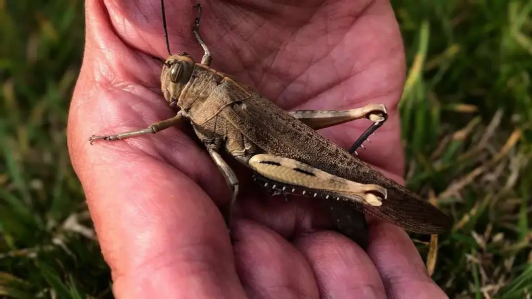 The trust said the species were thought to arrive on the strong winds from the south east, adding it was likely the locust arrived on the same wind 