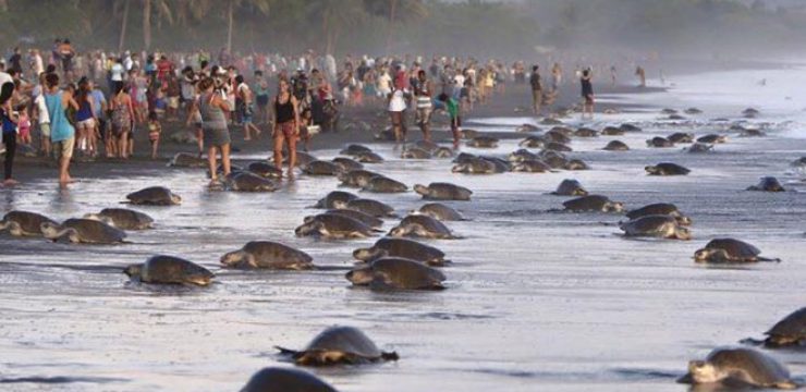cossta-rica-tourists-trample-turtles.jpg