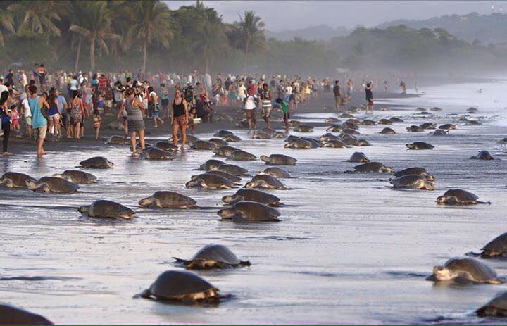 costa rica sea turtles dangerous people