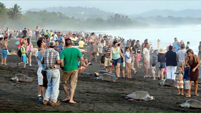 tourists trample sea turtle nests