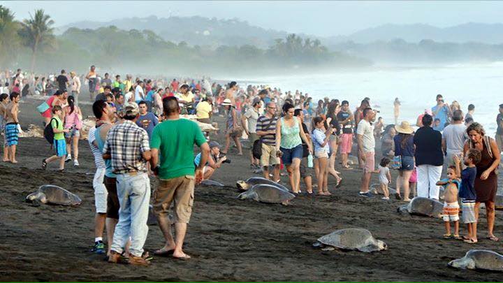 tourists trample sea turtle nests