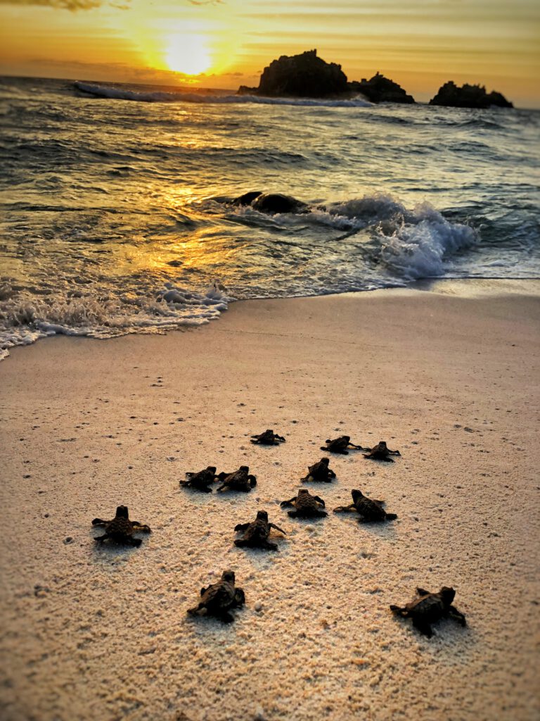 Seychelles resumes sooty tern egg collection despite population crash