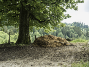 Cow dung for biomaterials