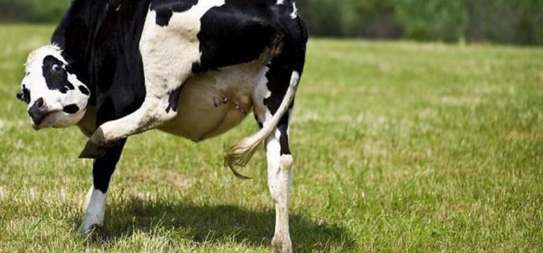 Holy cow! Bovine burps blamed for climate change?