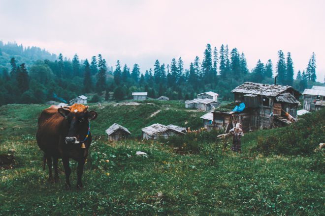 cows in a pasture Gorgit Yaylası, Artvin, Turkey