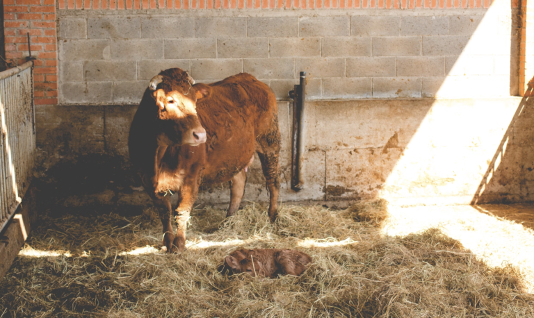 The Vertical Wind Turbines of Coriolis