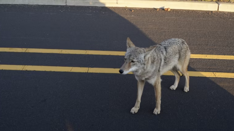 Chicago coyotes live longer around people. You can stop feeling guilty now