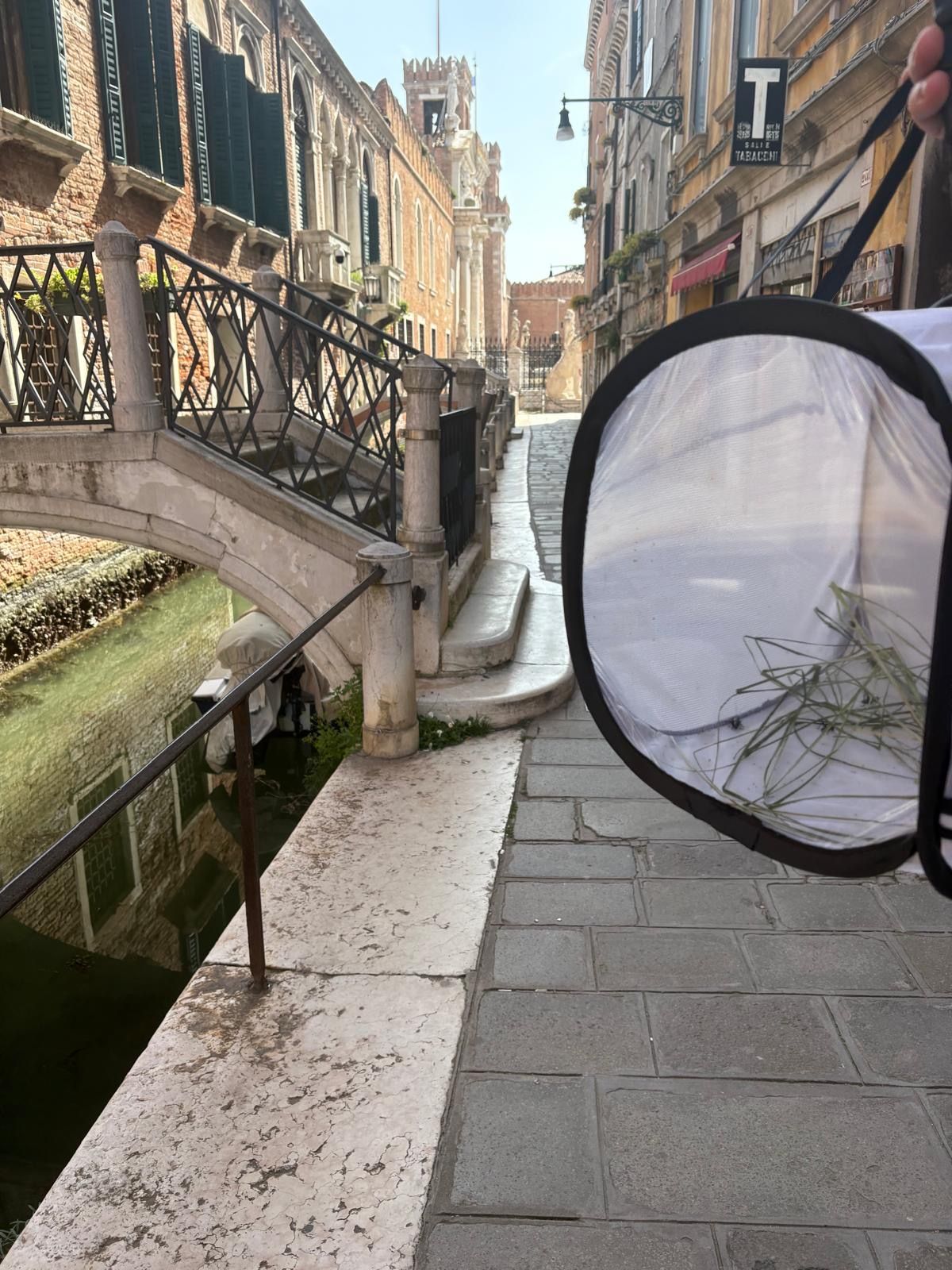 floating cricket habitat in Venice lagoon, interactive sound garden with cricket audio, Professor Alex Felson with conservation exhibit, Venice Biennale site featuring ecological installation, Associate Professor Miriama Young tuning cricket choir installation