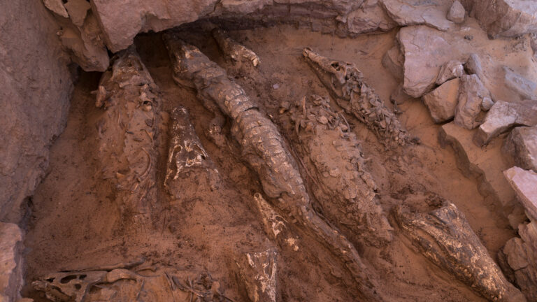 Crocodile mummies found along the Nile